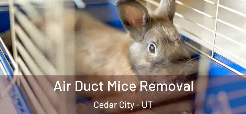 Air Duct Mice Removal Cedar City - UT
